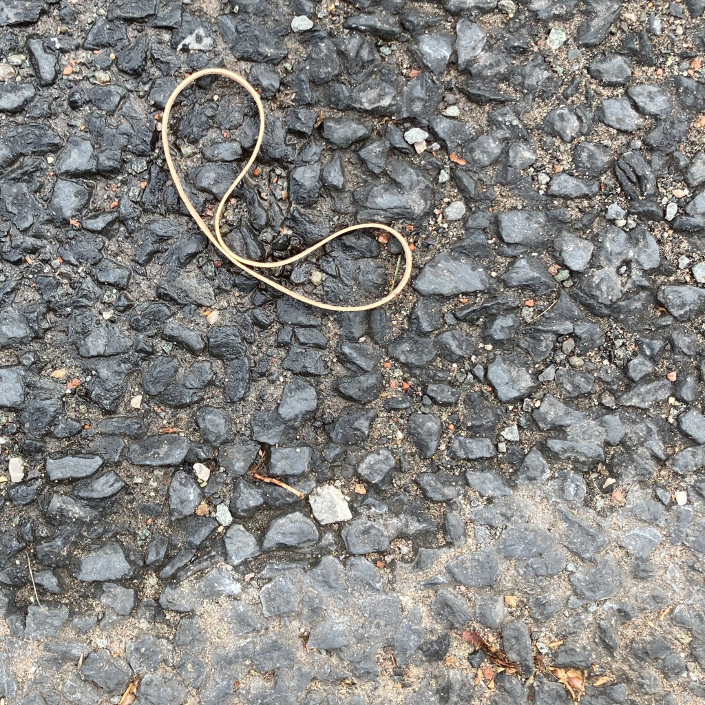 'It's Probably for You'. December on the calendar and a discarded elastic band on the ground makes the shape of a telephone receiver.